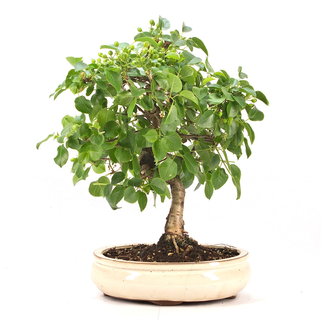 Steinweichsel 'Prunus mahaleb'